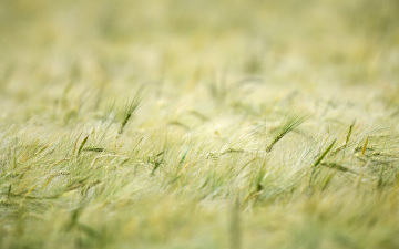 Natur Getreidefeld Ähren Detail